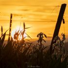 Sonnenaufgang in den Weinbergen