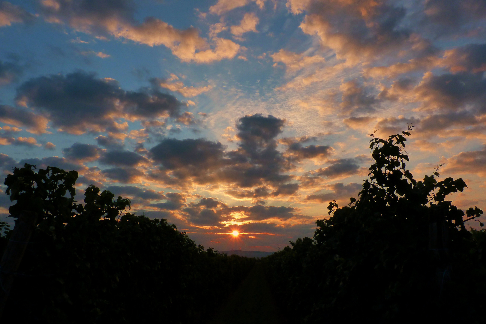 Sonnenaufgang in denWeinbergen