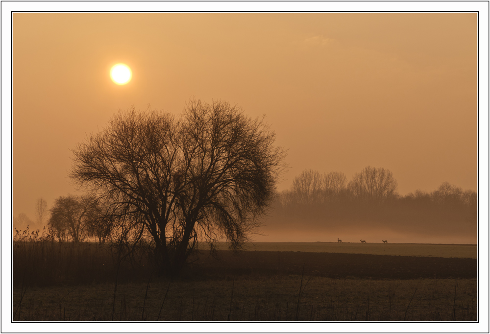 Sonnenaufgang in der bayrischen Savanne