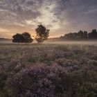 Sonnenaufgang in der Bergerheide, Niederlande