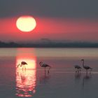 Sonnenaufgang in der Camargue