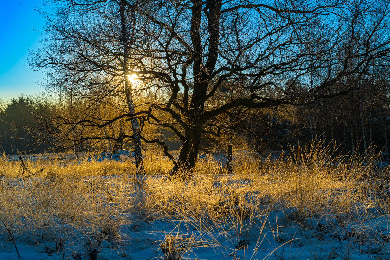 Sonnenaufgang in der Elmpter Heide