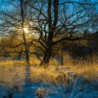 Sonnenaufgang in der Elmpter Heide