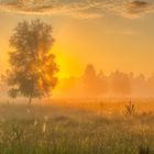 Sonnenaufgang in der Elmpter Heide