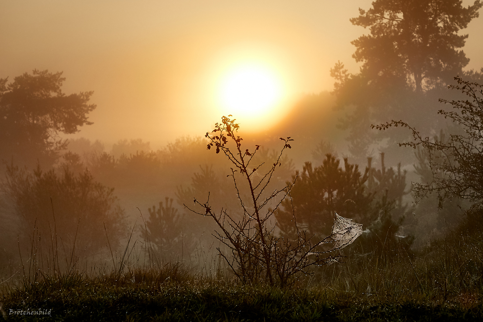 Sonnenaufgang in der Fröttmaninger Heide