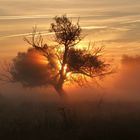 Sonnenaufgang in der Hammer Lippeaue