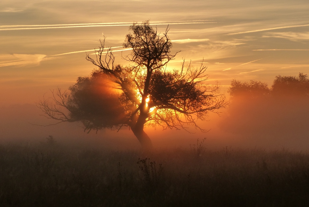 Sonnenaufgang in der Hammer Lippeaue