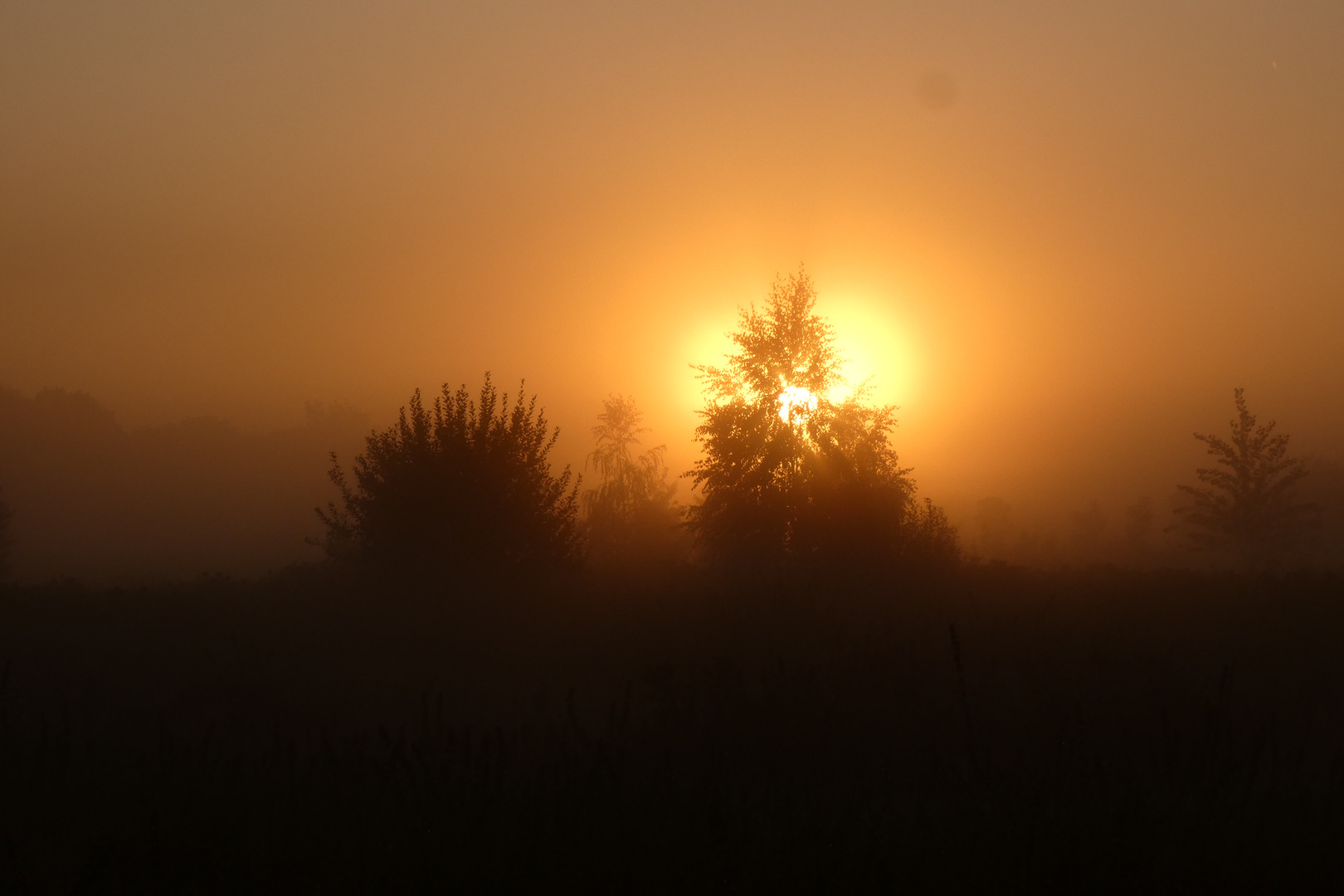 Sonnenaufgang in der Hammer Lippeaue