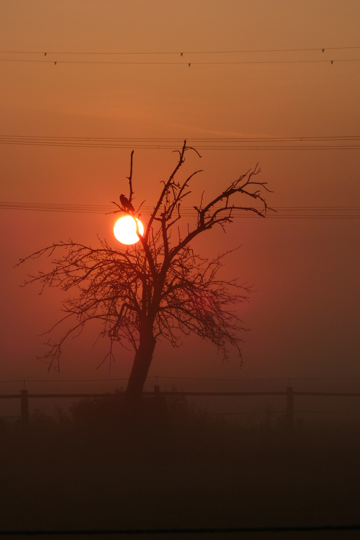 Sonnenaufgang in der Hammer Lippeaue