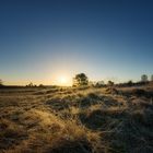 Sonnenaufgang in der Heide - 1