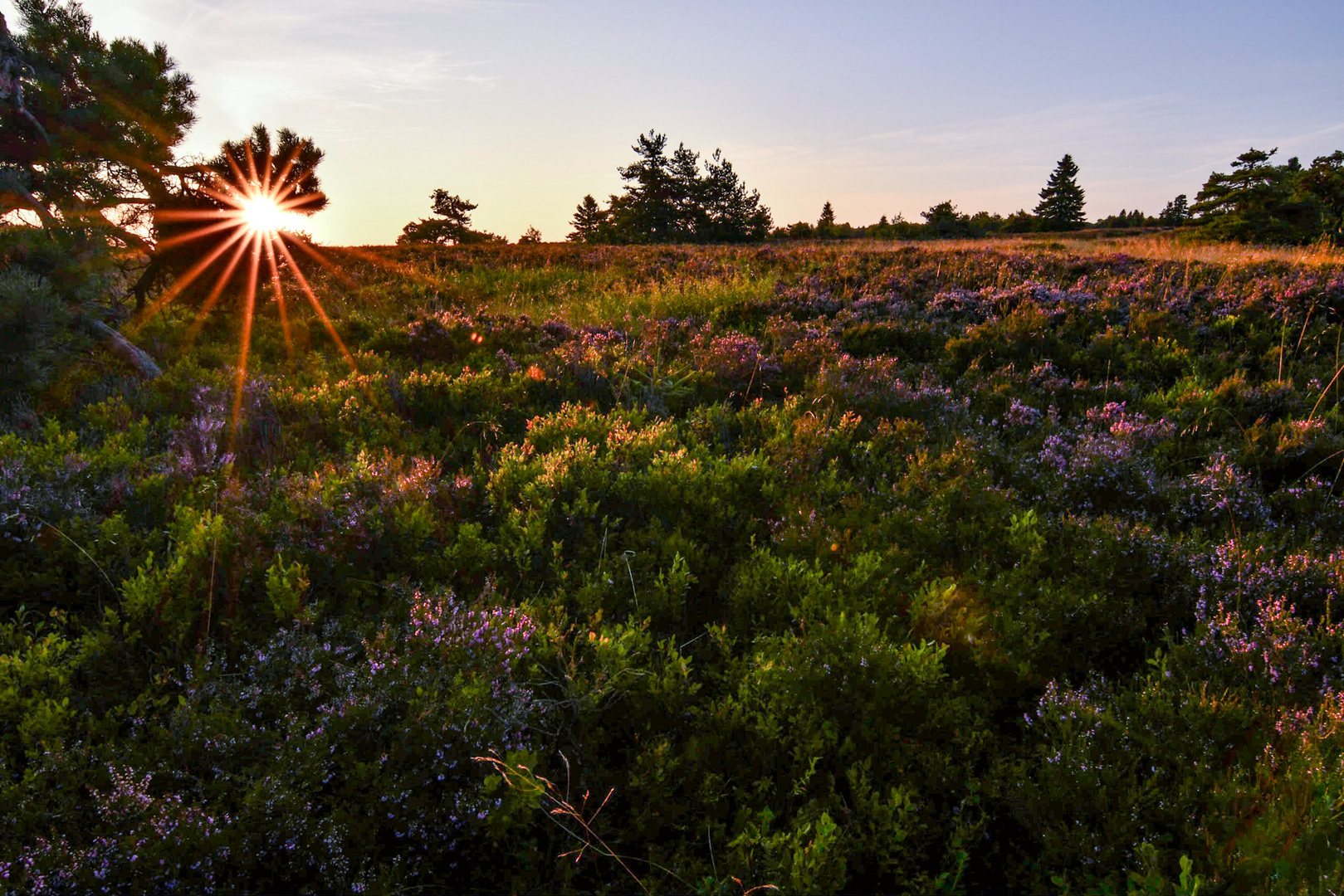 Sonnenaufgang in der Heide