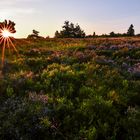 Sonnenaufgang in der Heide