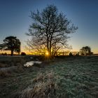 Sonnenaufgang in der Heide - 2