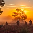 Sonnenaufgang in der Heide