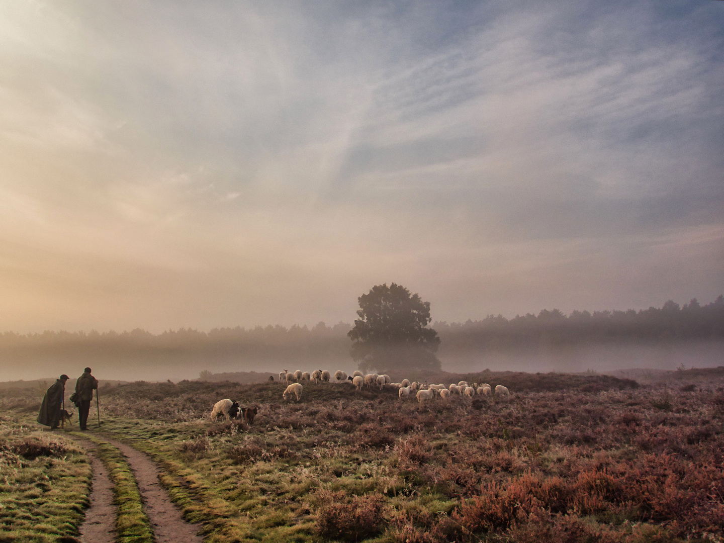 Sonnenaufgang in der Heide