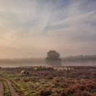 Sonnenaufgang in der Heide