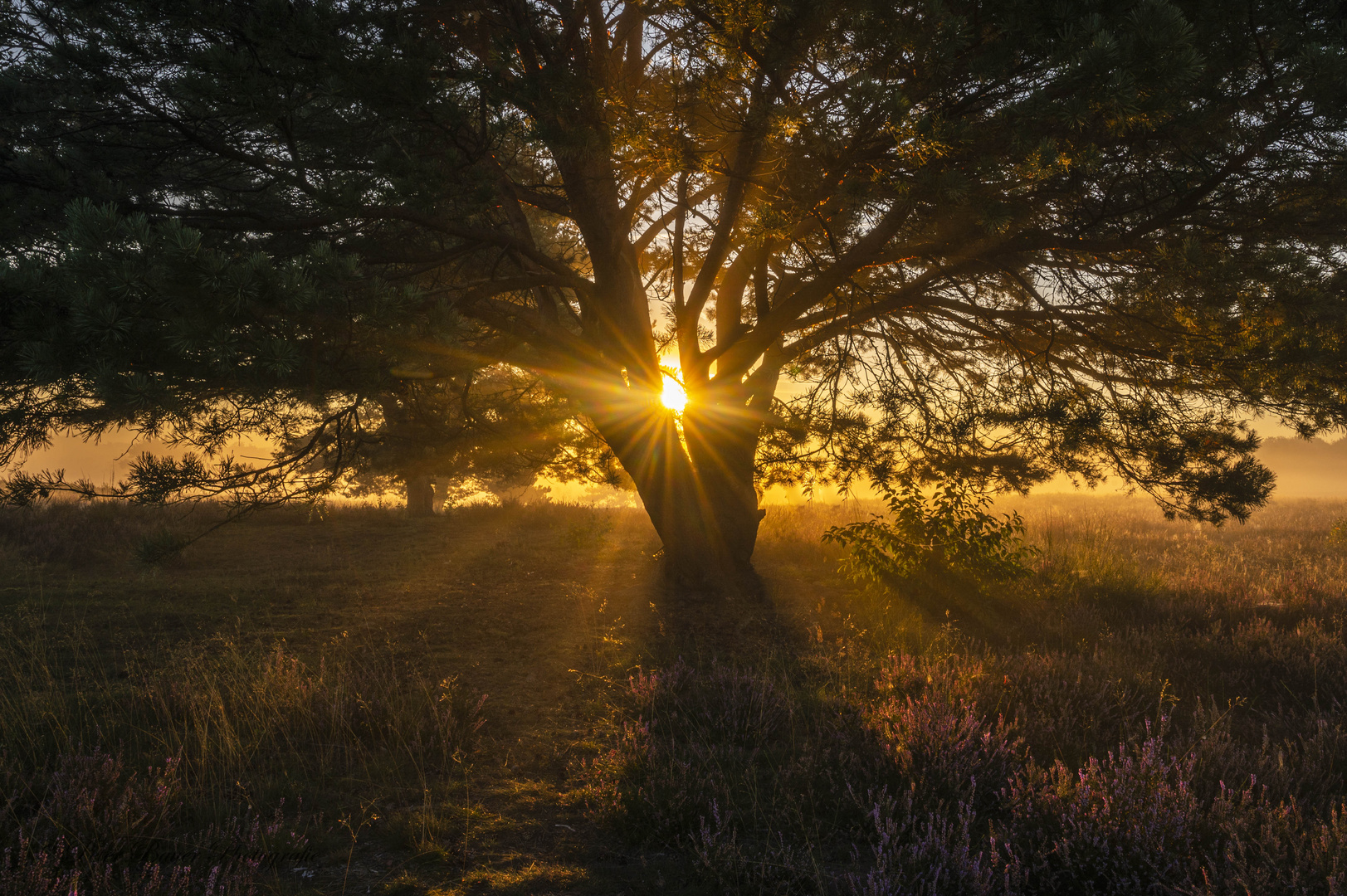 Sonnenaufgang in der Heide