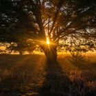 Sonnenaufgang in der Heide