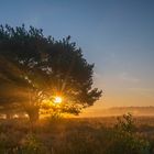 Sonnenaufgang in der Heide