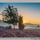 Sonnenaufgang in der Heide