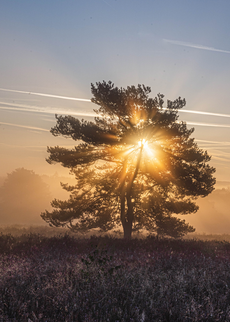 Sonnenaufgang in der Heide