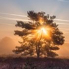 Sonnenaufgang in der Heide