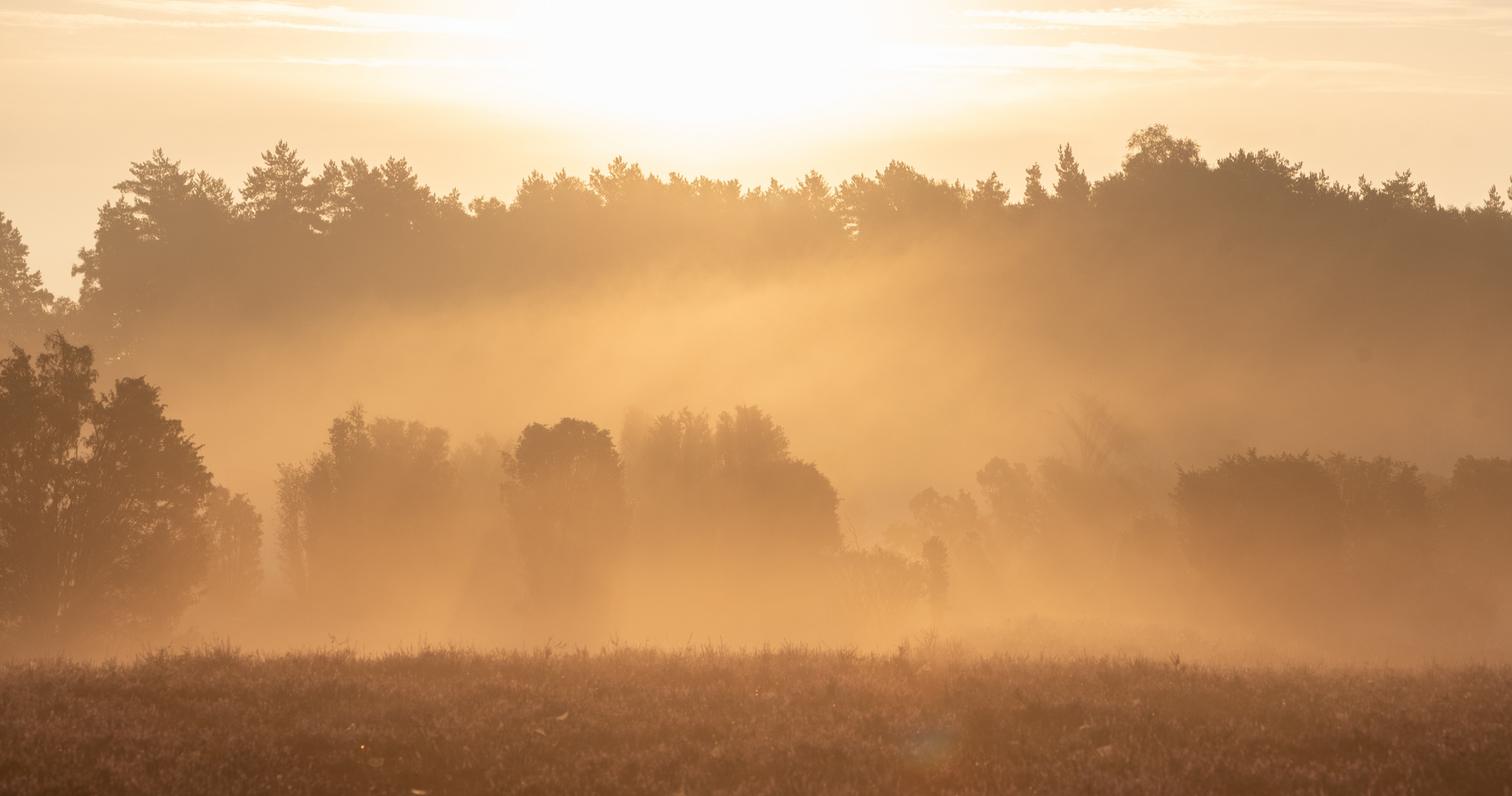 Sonnenaufgang in der Heide 