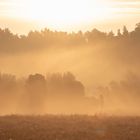 Sonnenaufgang in der Heide 