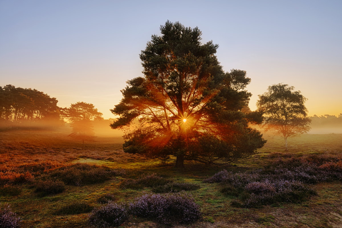 Sonnenaufgang in der Heide