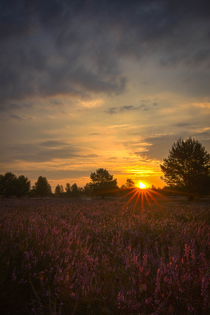 Sonnenaufgang in der Heide