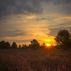 Sonnenaufgang in der Heide