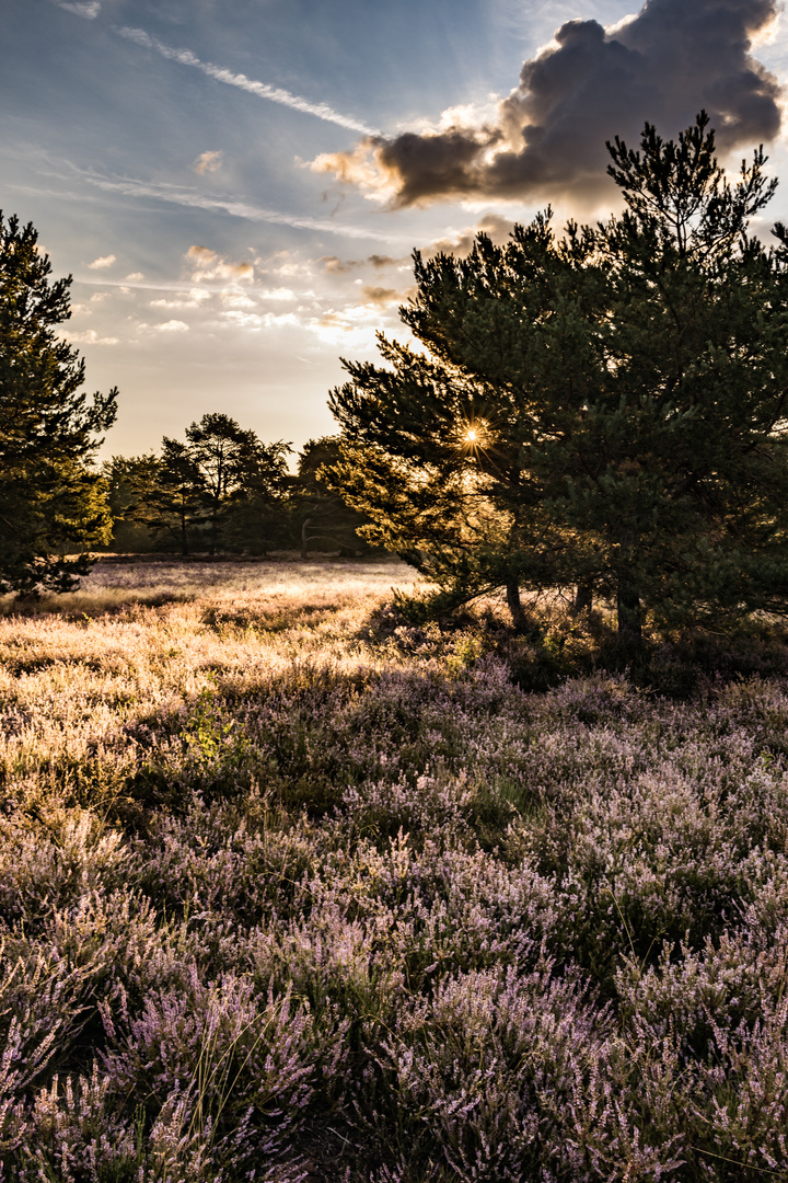 Sonnenaufgang in der Heide