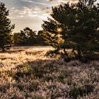 Sonnenaufgang in der Heide