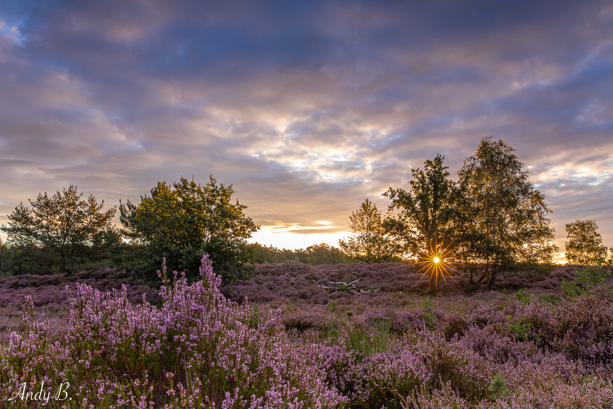 Sonnenaufgang in der Heide