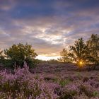 Sonnenaufgang in der Heide