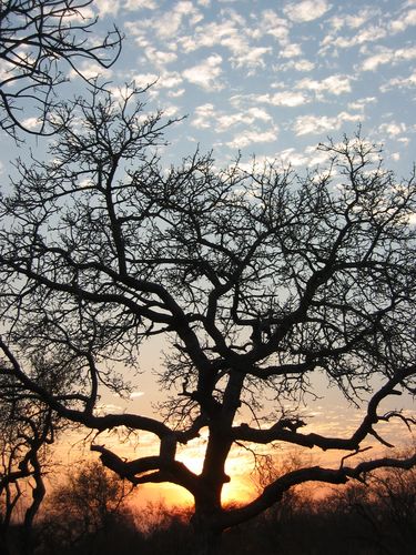 Sonnenaufgang in der Hongonyi Game Lodge