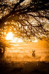 Sonnenaufgang in der Kalahari