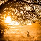 Sonnenaufgang in der Kalahari