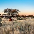 Sonnenaufgang in der Kalahari