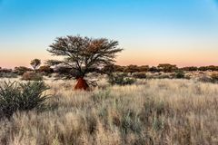 Sonnenaufgang in der Kalahari