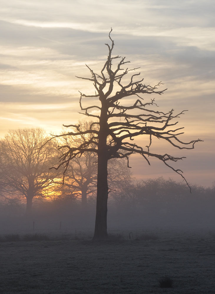 Sonnenaufgang in der Lippeaue