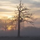 Sonnenaufgang in der Lippeaue