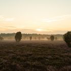 Sonnenaufgang in der Lüneburger Heide