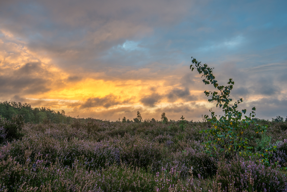 Sonnenaufgang in der Lüneburger Heide