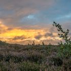 Sonnenaufgang in der Lüneburger Heide