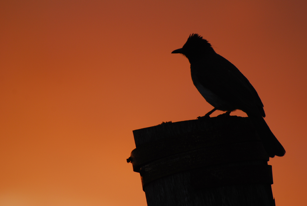 Sonnenaufgang in der Masai Mara