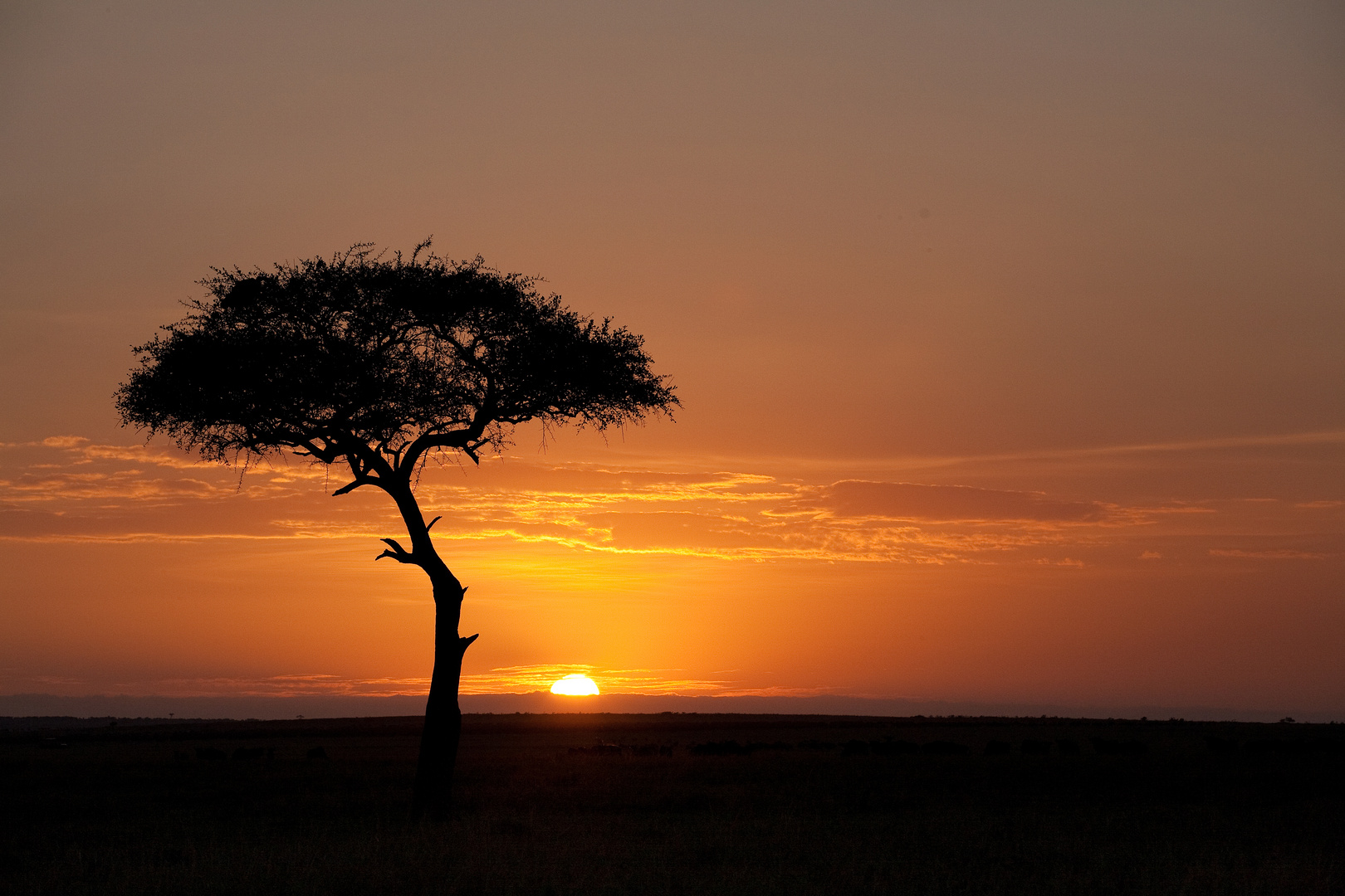 Sonnenaufgang in der Masai Mara