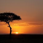 Sonnenaufgang in der Masai Mara