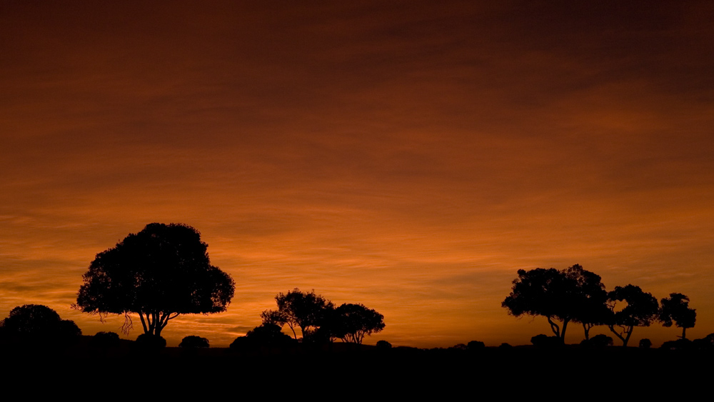 Sonnenaufgang in der Masai Mara