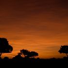 Sonnenaufgang in der Masai Mara